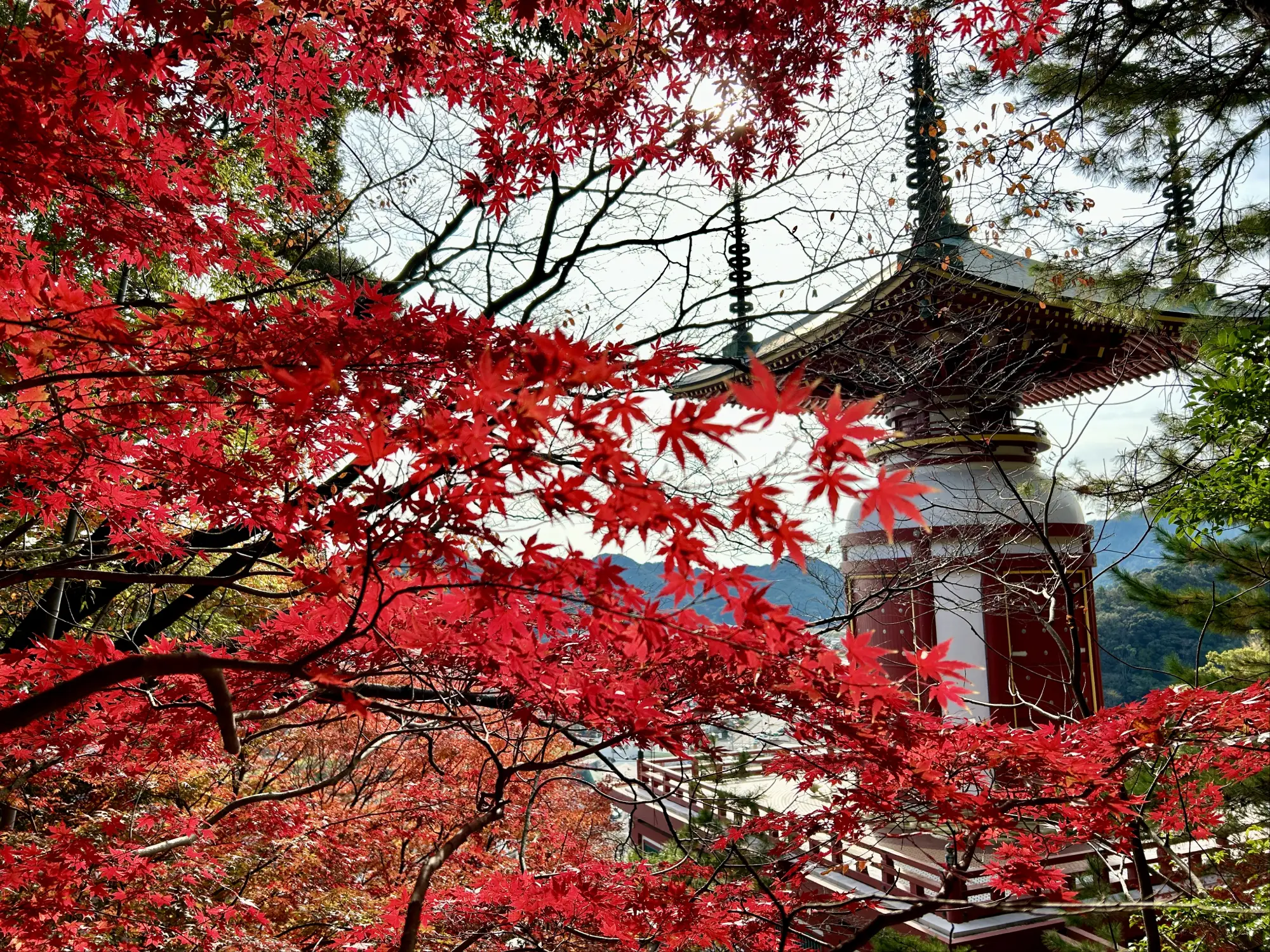 Counting on luck at Yakuōji (Tokushima Prefecture)