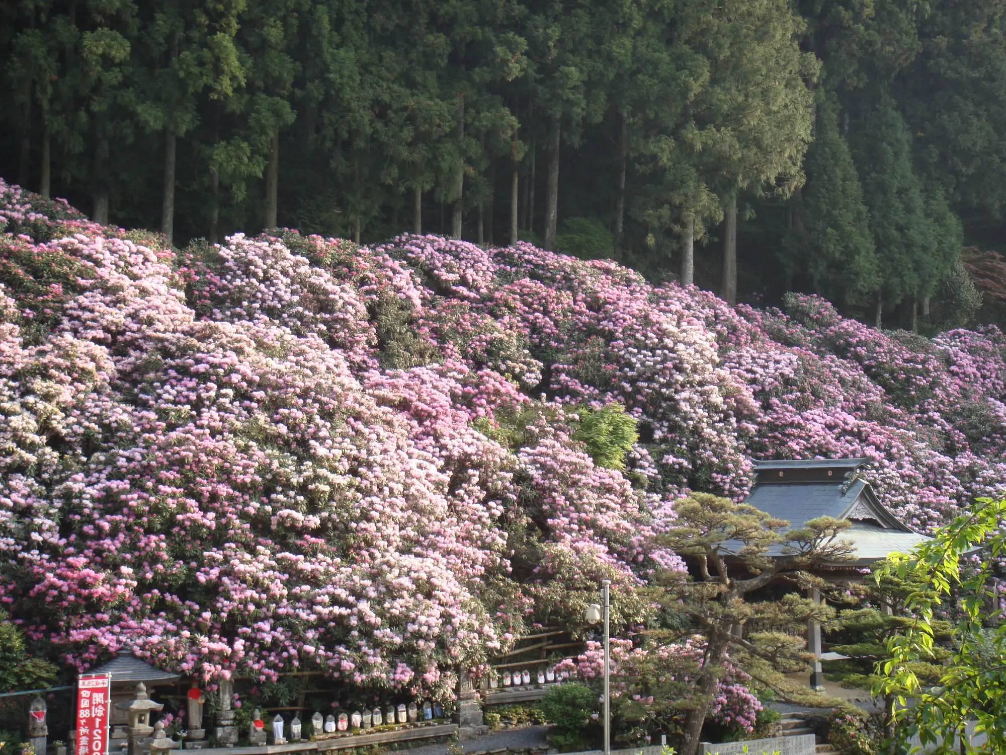 On top of the world at Yokomineji (Ehime Prefecture)