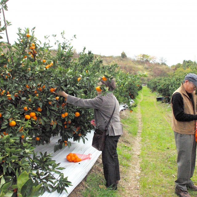 南四国ファーム