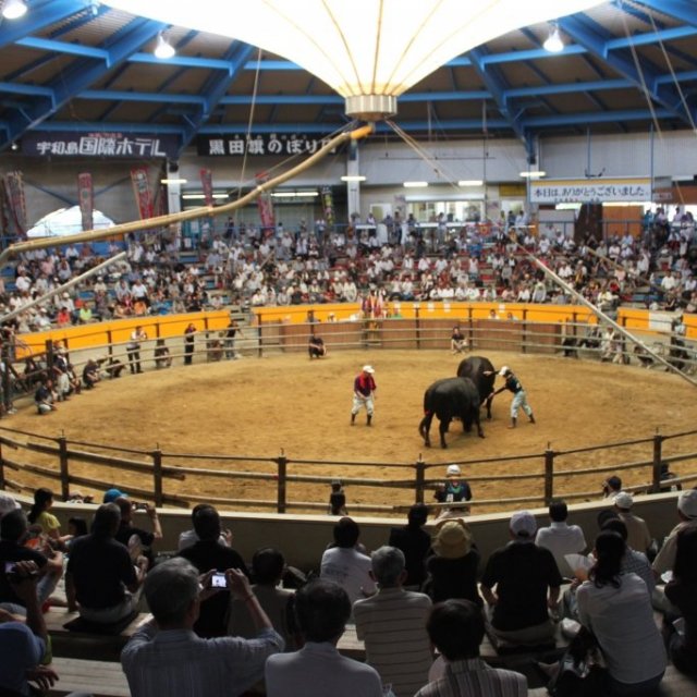 【2026】闘牛（牛の突きあい習俗）