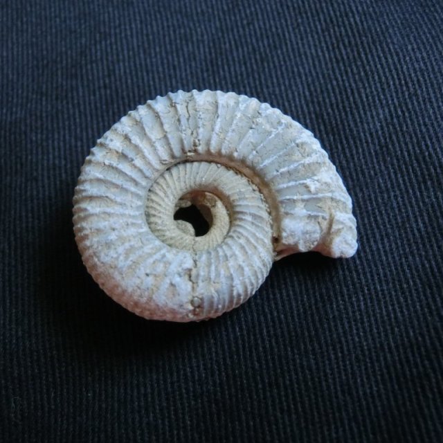 【2026】愛媛県総合科学博物館　新春イベント「さがしてみよう！化石発掘体験」