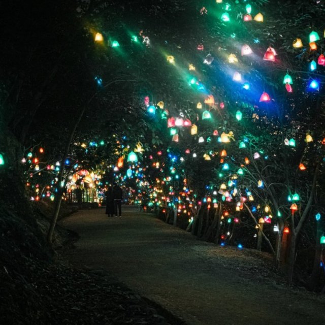 【2026】ひかりの実