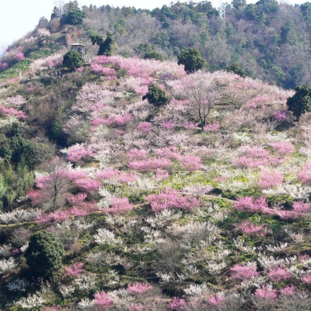 【2026】第36回七折梅まつり