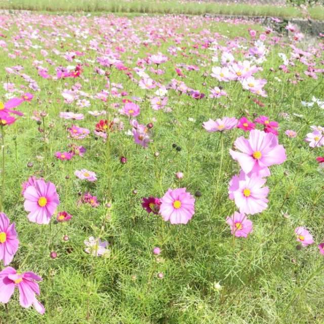 天川棚田のコスモス