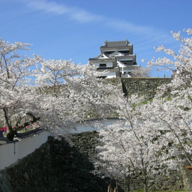 【2026】観光さくらまつり