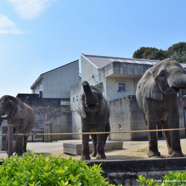 【2026】愛媛県立とべ動物園　GW開園