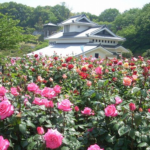 【2026】かわら館フェスタ2026～バラまつり～