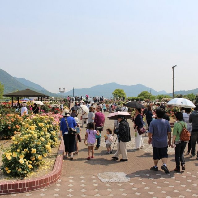 バラ祭りよしうみ2026