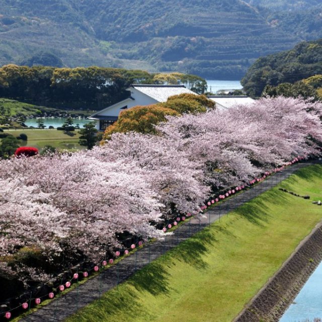【2026】南楽園外堀桜まつり