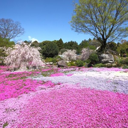 山本牧場しば桜まつり2026