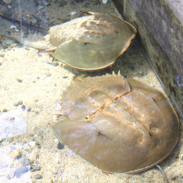 【西条市】西条市立東予郷土館