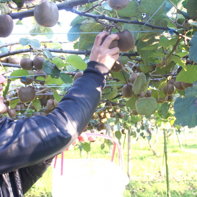 【西条市】自然派農園　愚禿山（ぶどう･キウイ･イチジク･柿･梅などの摘み取り）