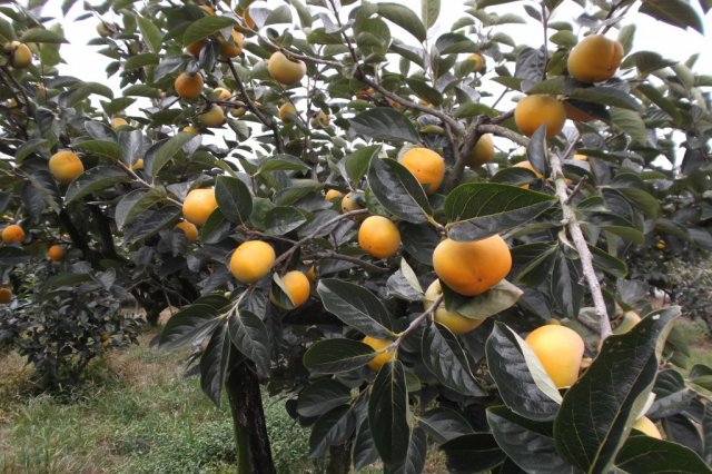 【西条市】観光農園　丹原もぎたて倶楽部