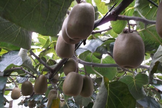 【西条市】観光農園　丹原もぎたて倶楽部