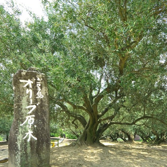 小豆島オリーブ園