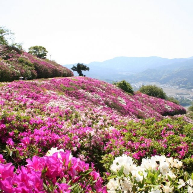 【2026】冨士山つつじまつり