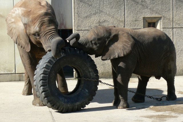 愛媛県立とべ動物園