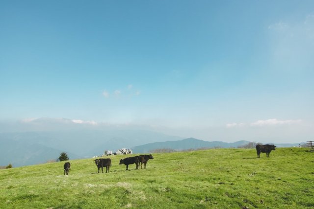 Shikoku Karst