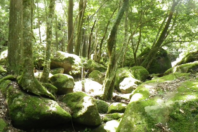 滑床溪谷 (僅夏季)