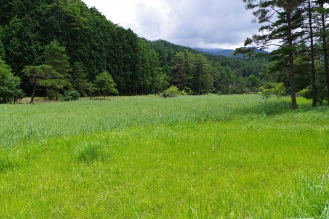 黒沢湿原