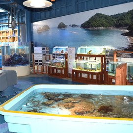 島のちいさな水族館（マリンジャム内）