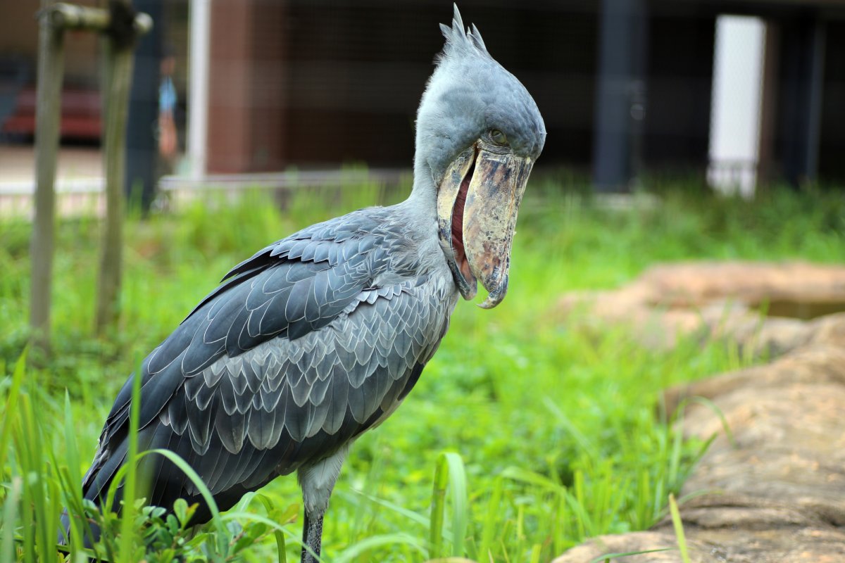 高知 県立 の いち 動物 公園