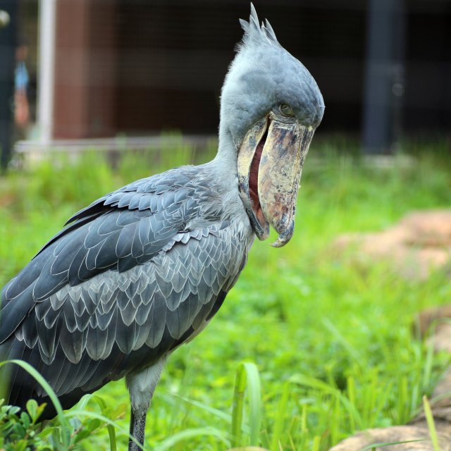 Noichi Zoological Park（野市動物園）