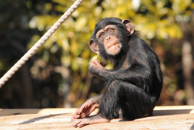 高知県立のいち動物公園