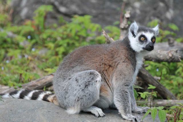 Noichi Zoological Park（野市動物園）