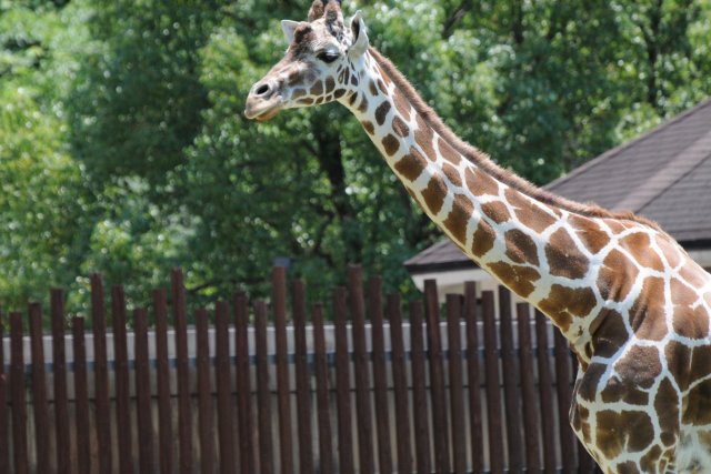 高知県立のいち動物公園