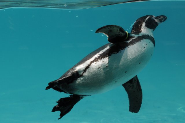 Noichi Zoological Park（野市動物園）