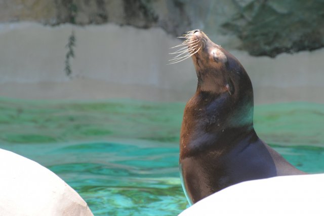 Noichi Zoological Park（野市動物園）