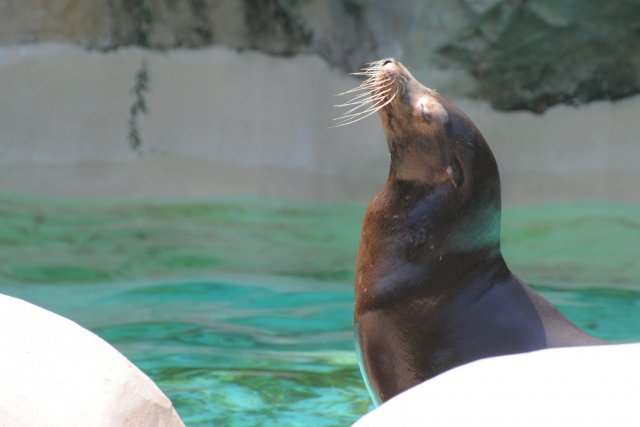 高知県立のいち動物公園