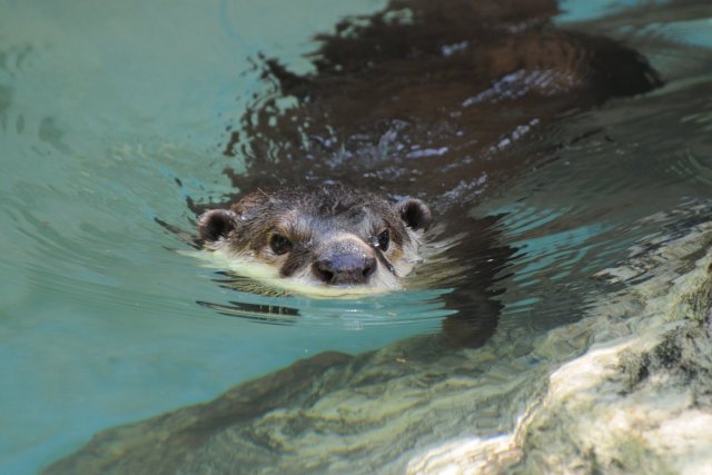 Noichi Zoological Park（野市動物園）