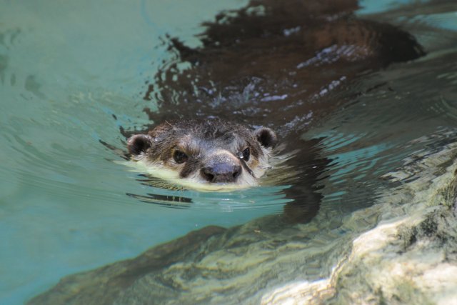 高知県立のいち動物公園