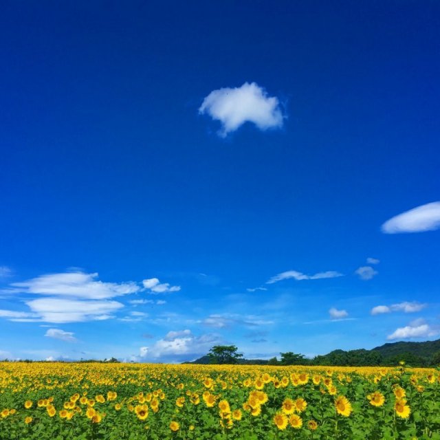 香川縣仲多度郡滿濃町 中山向日葵花田