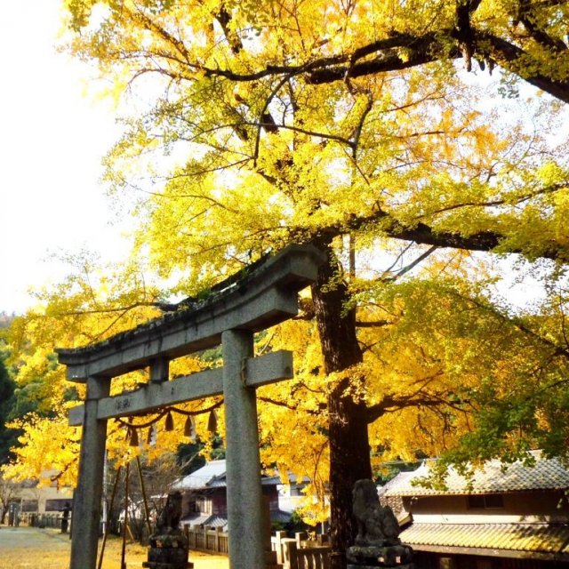 岩部八幡神社のイチョウ