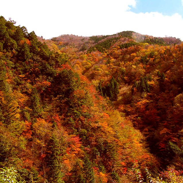 竜ヶ岳