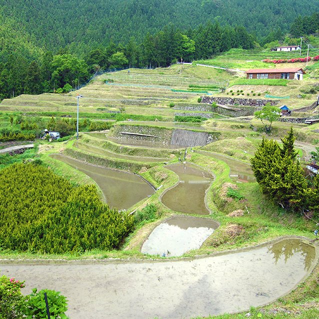 市宇の棚田