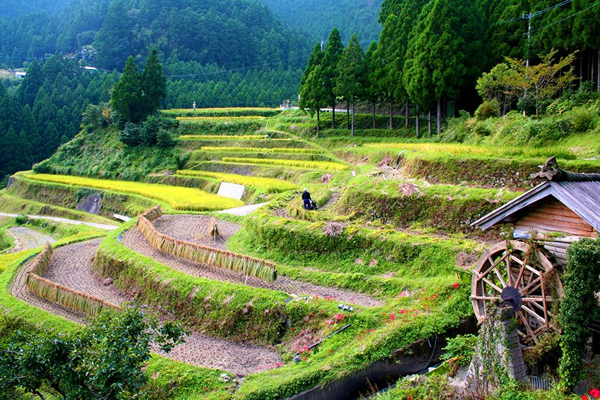 樫原の棚田｜観光スポット｜四国のおすすめ観光・旅行情報！ 【公式】ツーリズム四国