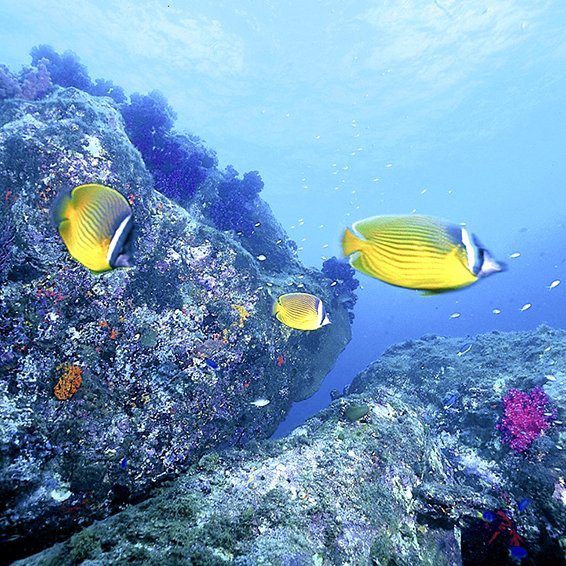 竹ヶ島海中公園