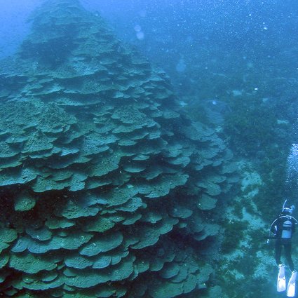 千年サンゴ