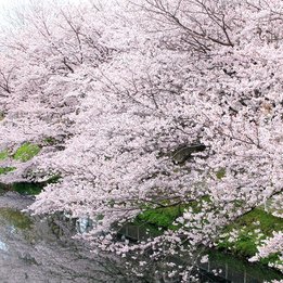 袋井用水の桜