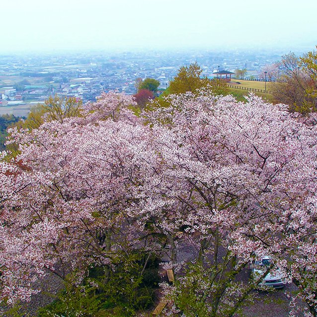 向麻山公園の桜