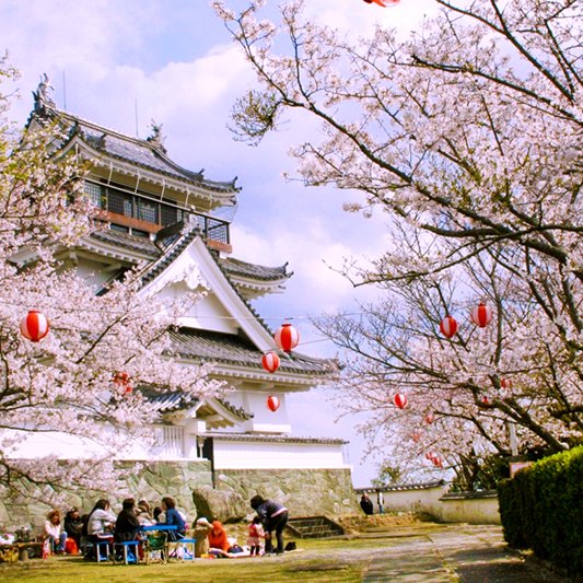 妙見山の桜
