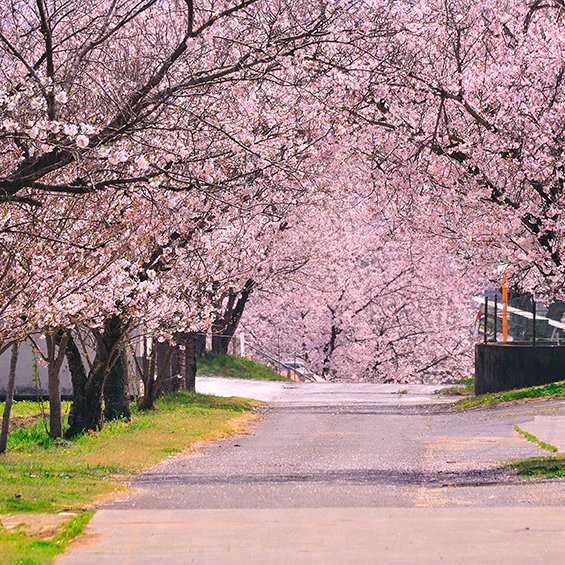 松島千本桜