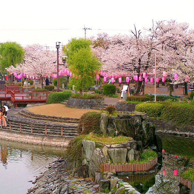 江川・鴨島公園の桜
