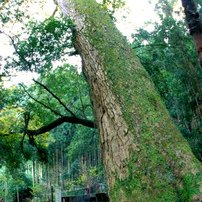 白山神社のモミ