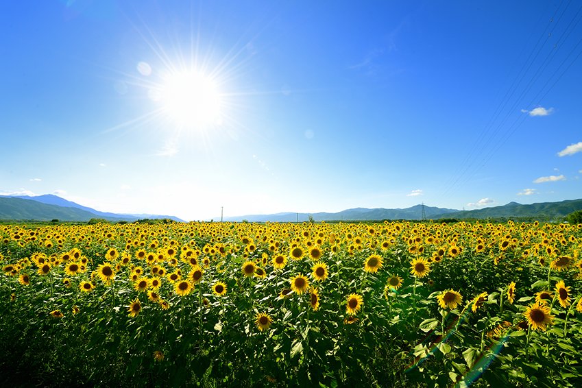 善入寺島の花畑（ひまわり、菜の花）｜スポット・体験｜四国の