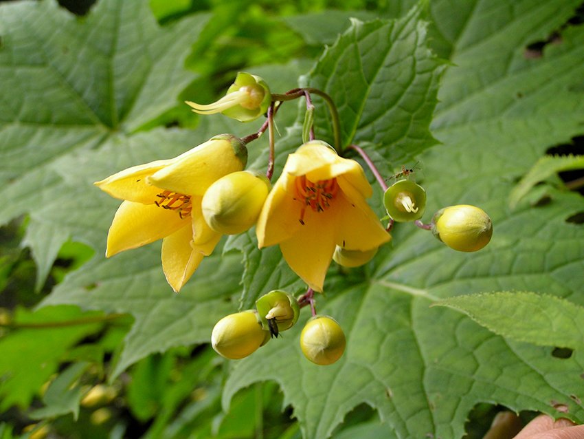 剣山のキレンゲショウマ｜スポット・体験｜四国のおすすめ観光・旅行情報！ 【公式】ツーリズム四国